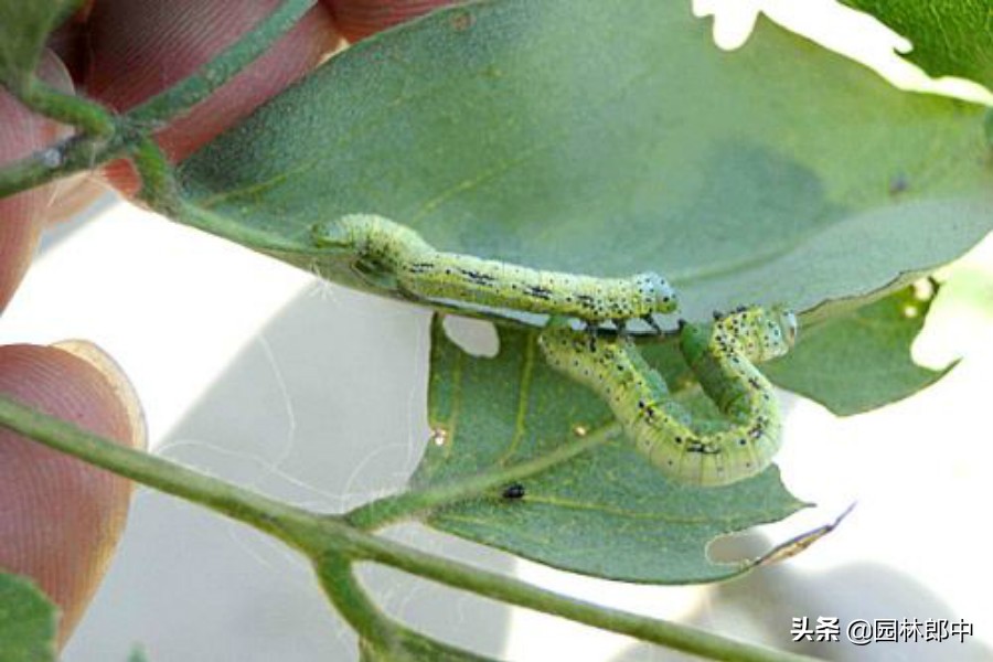 国槐树吊死鬼怎么治理,国槐树上的吊死鬼叫什么