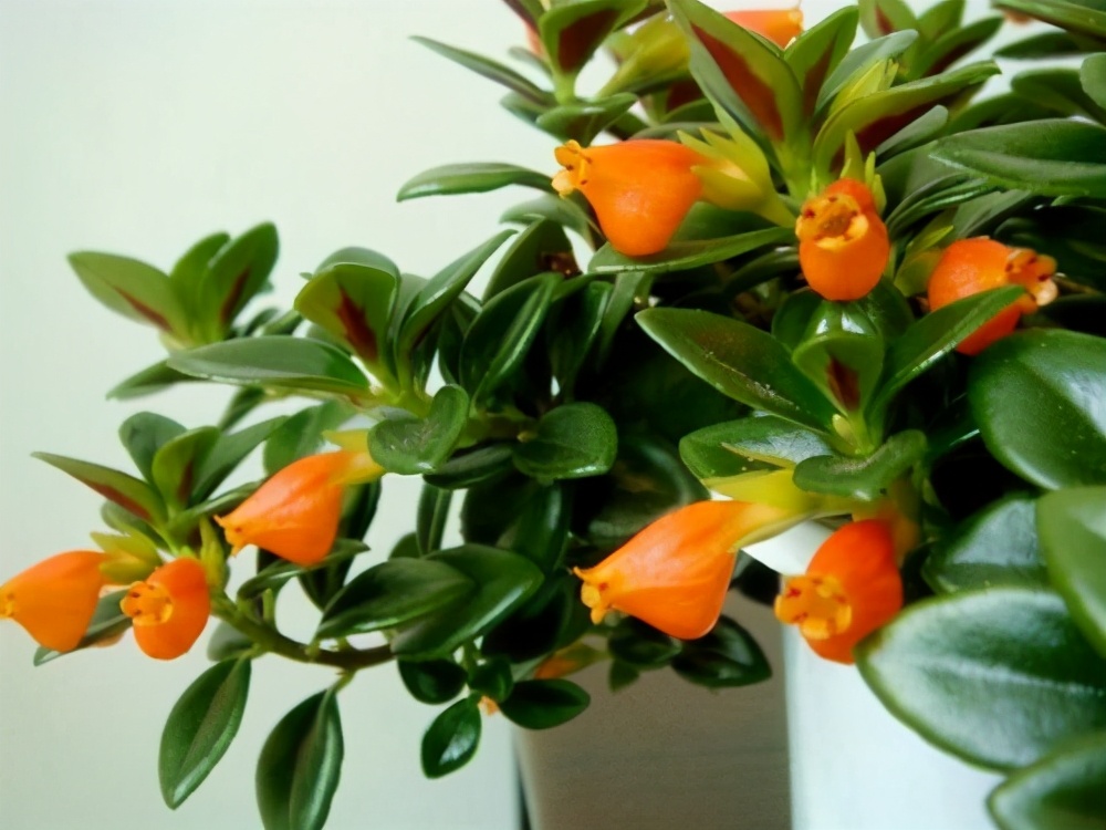 金鱼吊兰怎么养护能发新枝多开花,金鱼吊兰冬天怎样养才能花开爆盆