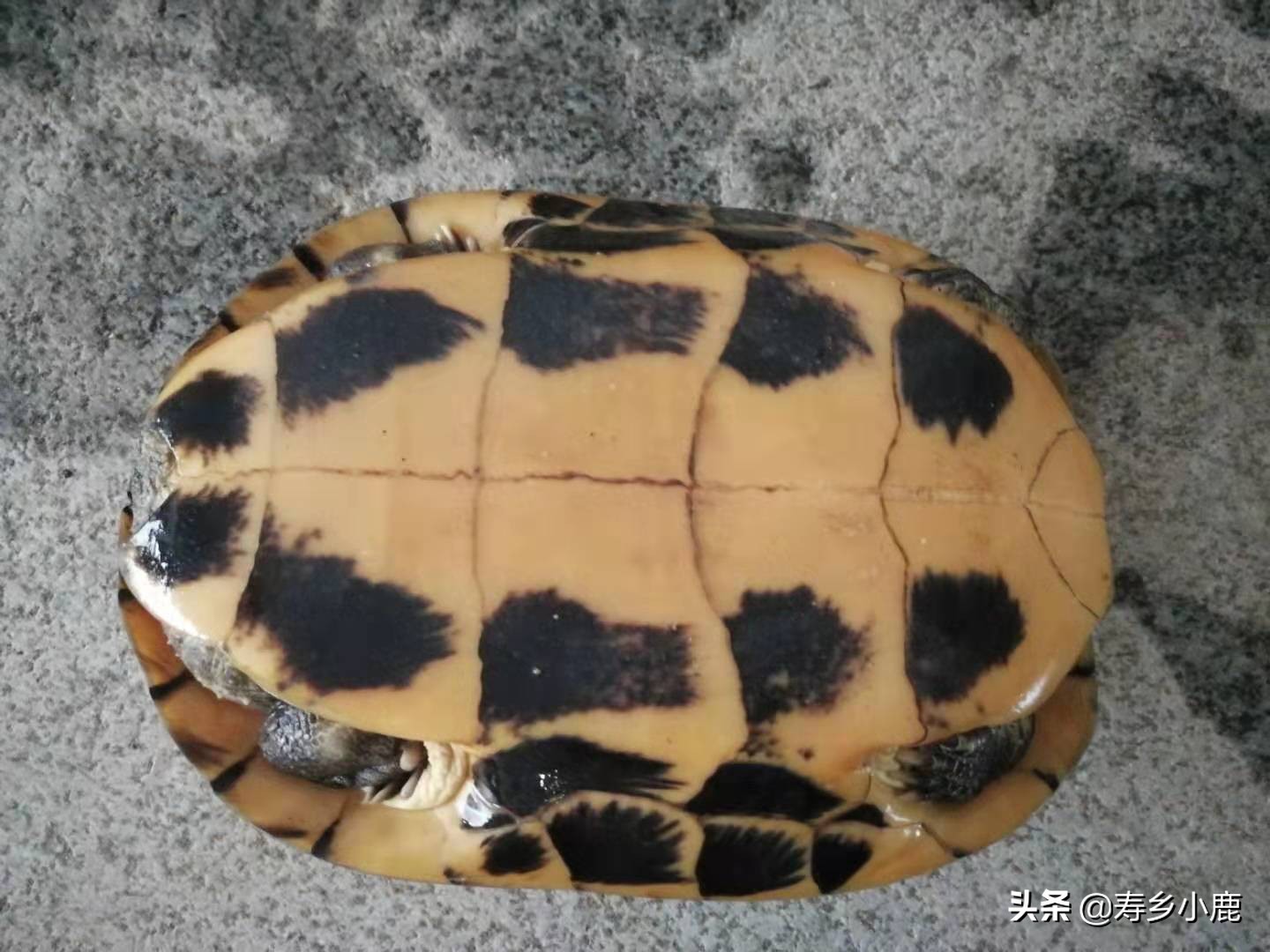 乌龟冬眠时有哪些注意事项,乌龟冬眠需要注意些什么