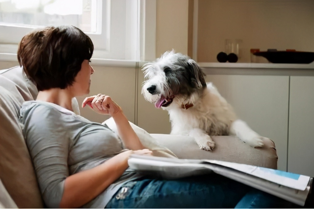 双十一囤的狗粮，真的是品牌好、便宜、给狗狗健康的狗粮吗？