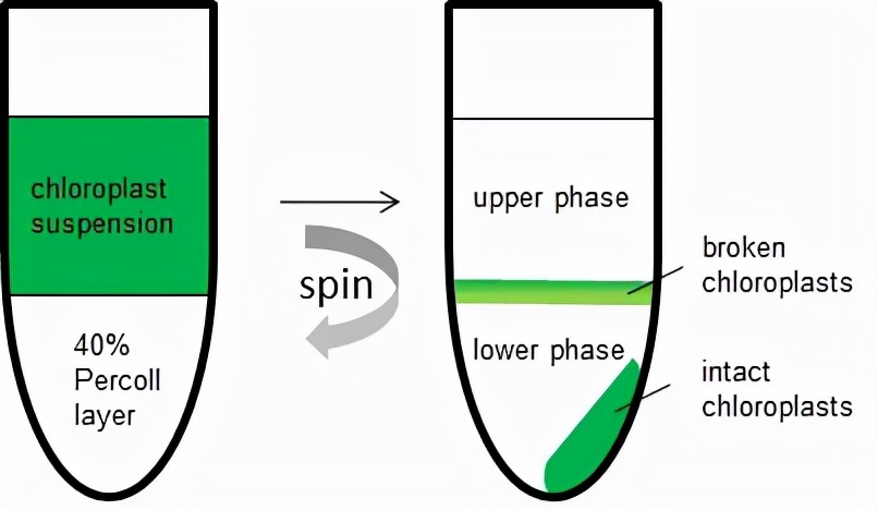 开讲啦细胞再生,开讲啦解答暗物质