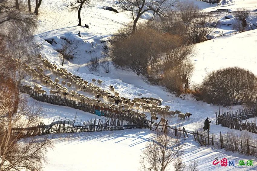 一起去看美丽的坝上草原,秋季坝上草原游记