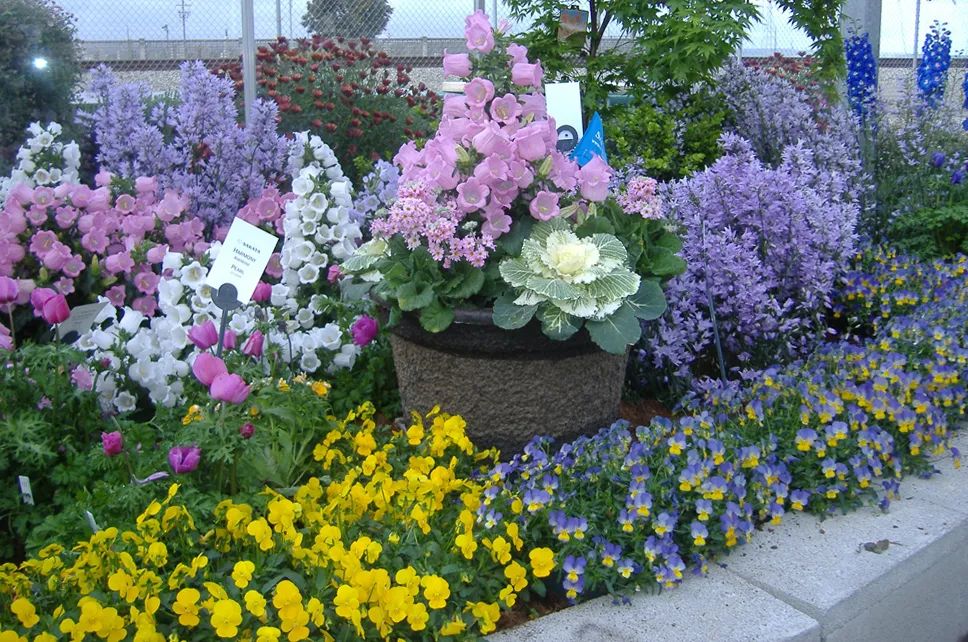 风铃草的品种有哪些,花店买的风铃花怎么养