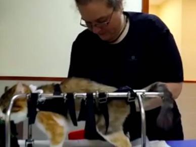 跟着我们猫狗大联盟，你会有喵的！黄阿姨猫咪领养专场