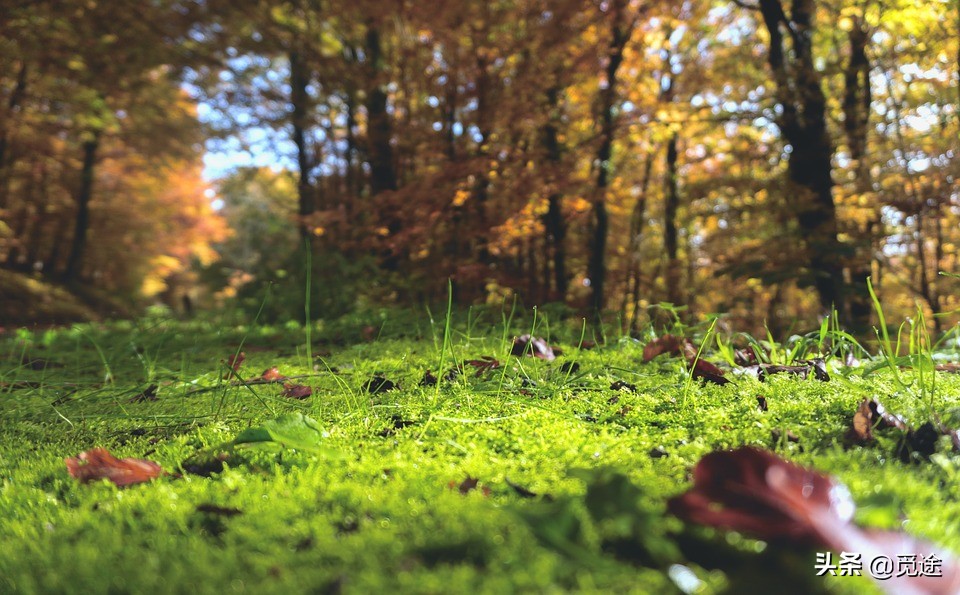 成都天然氧吧旅游景点,四川喇叭河风景区