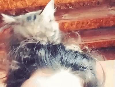 猫咪中毒急救药物,猫咪尿闭急救