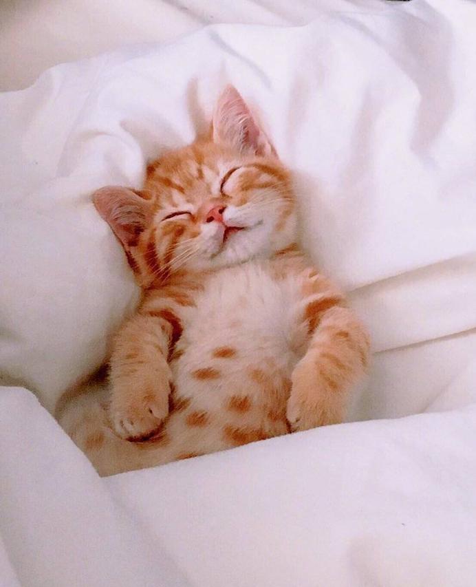 猫咪也比较懒,猫咪为什么白天睡觉晚哼唧