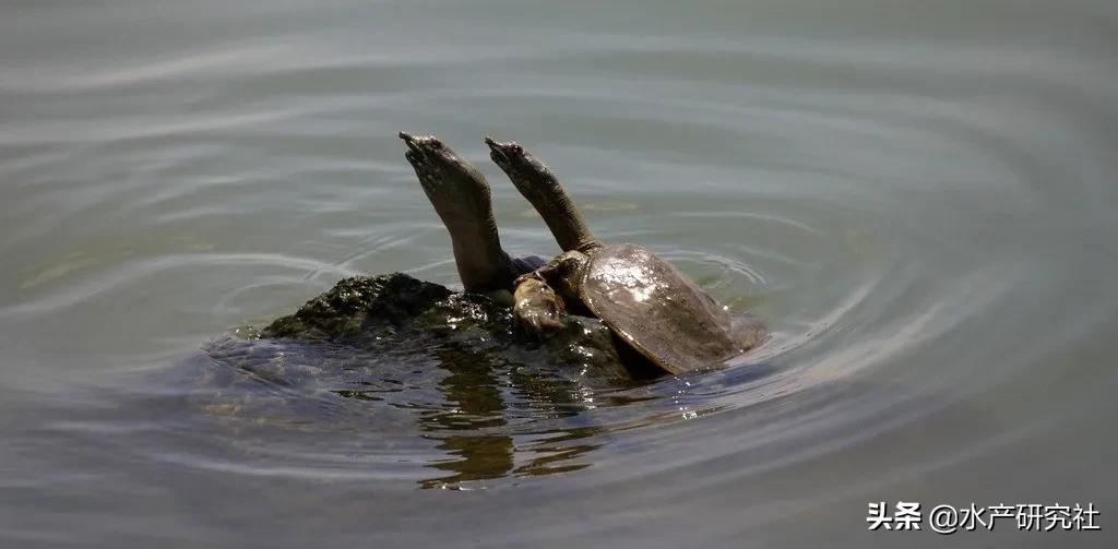 龟鳖养殖疾病治疗,鳖病毒病怎么预防