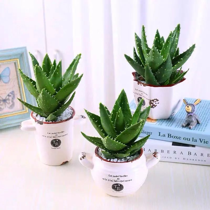 聪明人只爱这3种花卉视频,聪明人都在养的5种花香雪兰