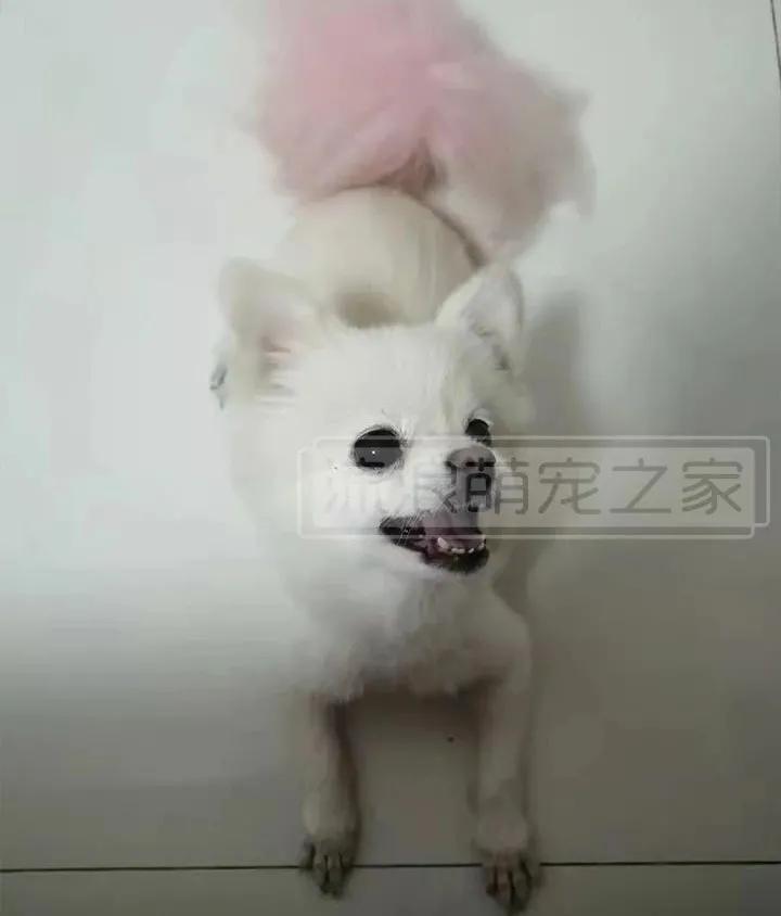 繁殖犬悲惨的下场,一只繁殖犬的悲惨生活