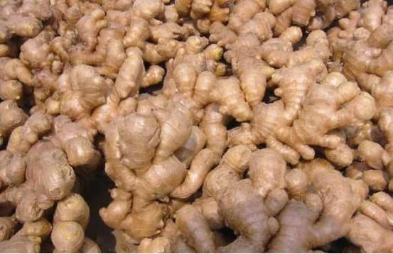 椰糠种姜种植技术,广东种姜种植时间