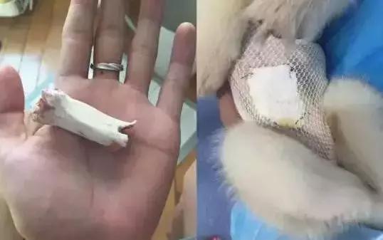 福懋动物医院解放大道分院,福懋动物医疗中心