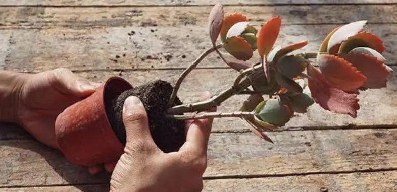 养死绿植的主要原因,绿植养护常见疾病及处理方法