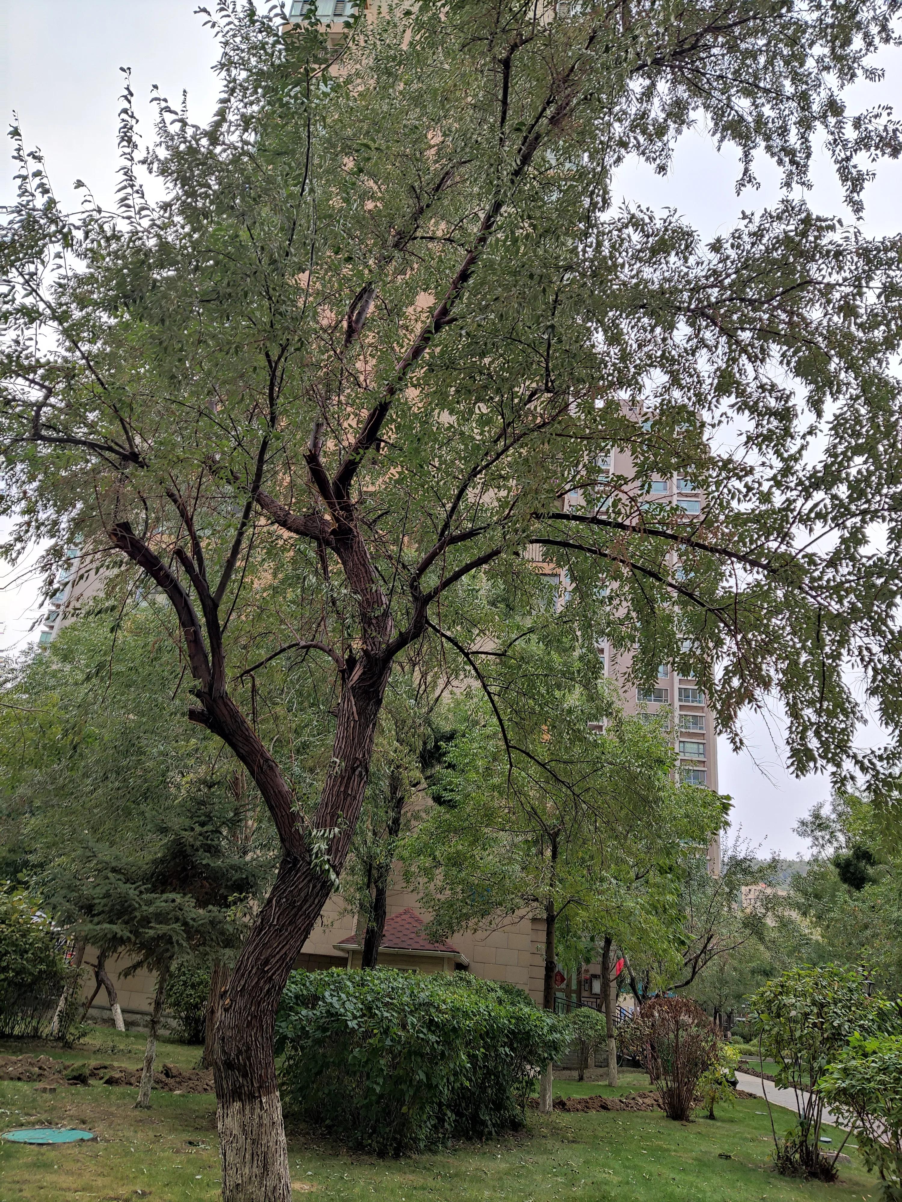 乌鲁木齐市南湖绿化广场附近小区,乌鲁木齐绿化最好的公园