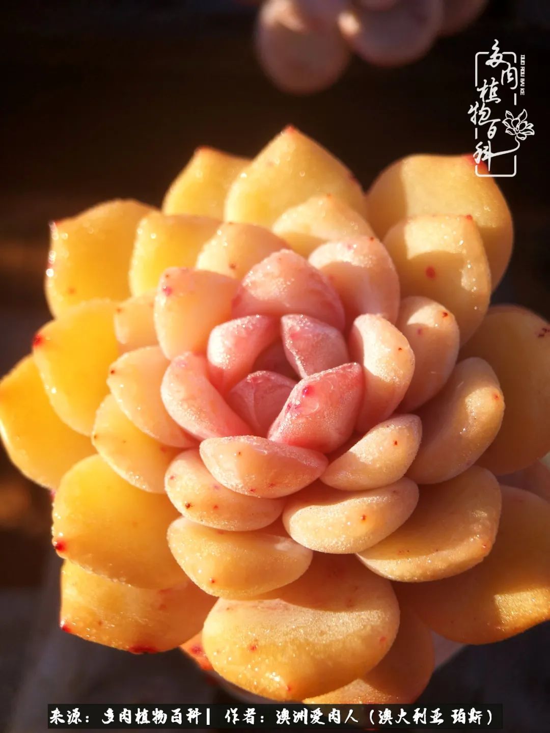 采蘑菇的小姑娘，“转行”来把多肉养