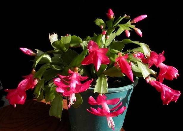 50种常见花卉浇水技巧,50种花卉种植技巧