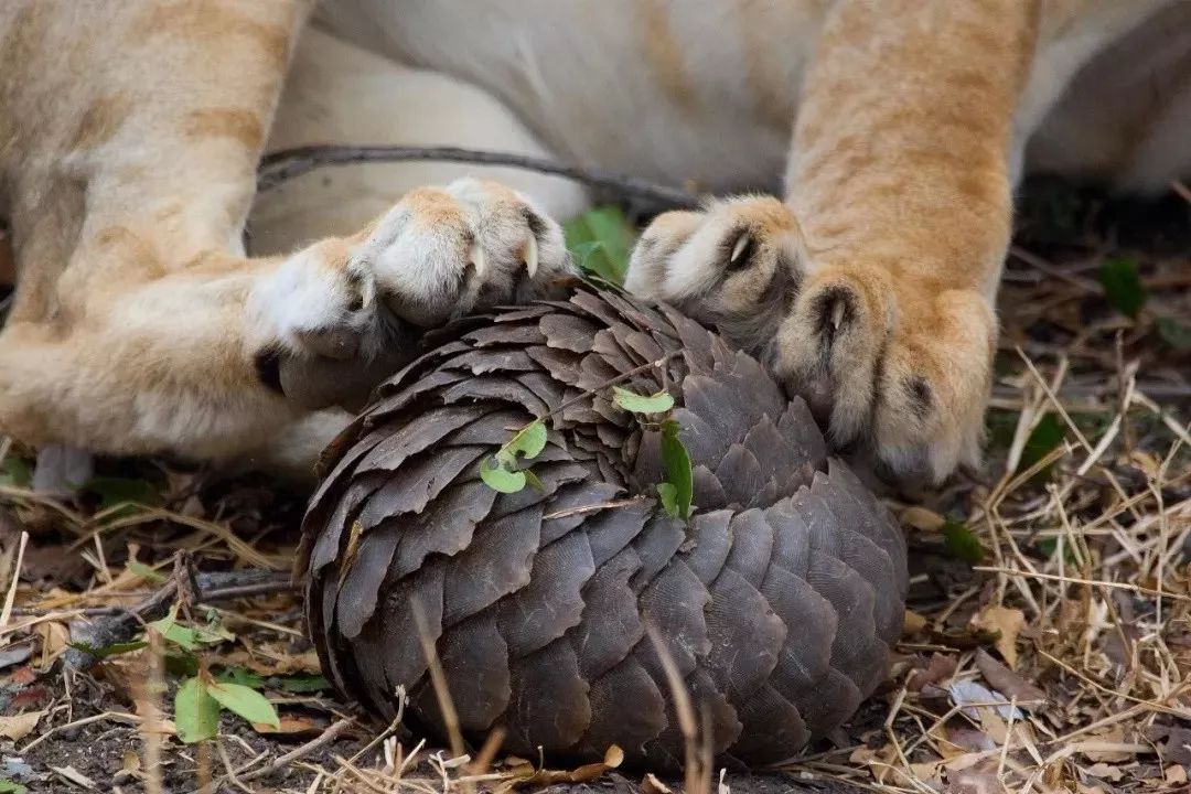 没有买卖就没有伤害的出处,没有买卖就没有伤害动物