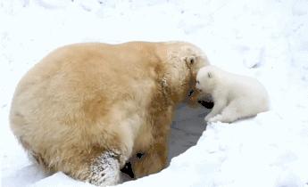 北极熊捕杀海豹的视频,北极熊捕杀海豹的真实过程