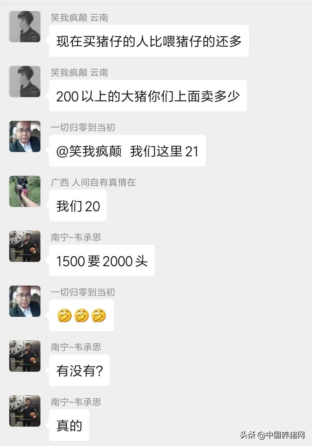 仔猪市场专门卖仔猪,求购150块钱一头仔猪