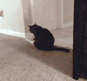 最近很火的一只猫的表情包,用了仓鼠猫表情包的人