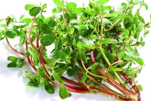 闲侃饭桌上的百科知识,闲侃餐桌上的百科