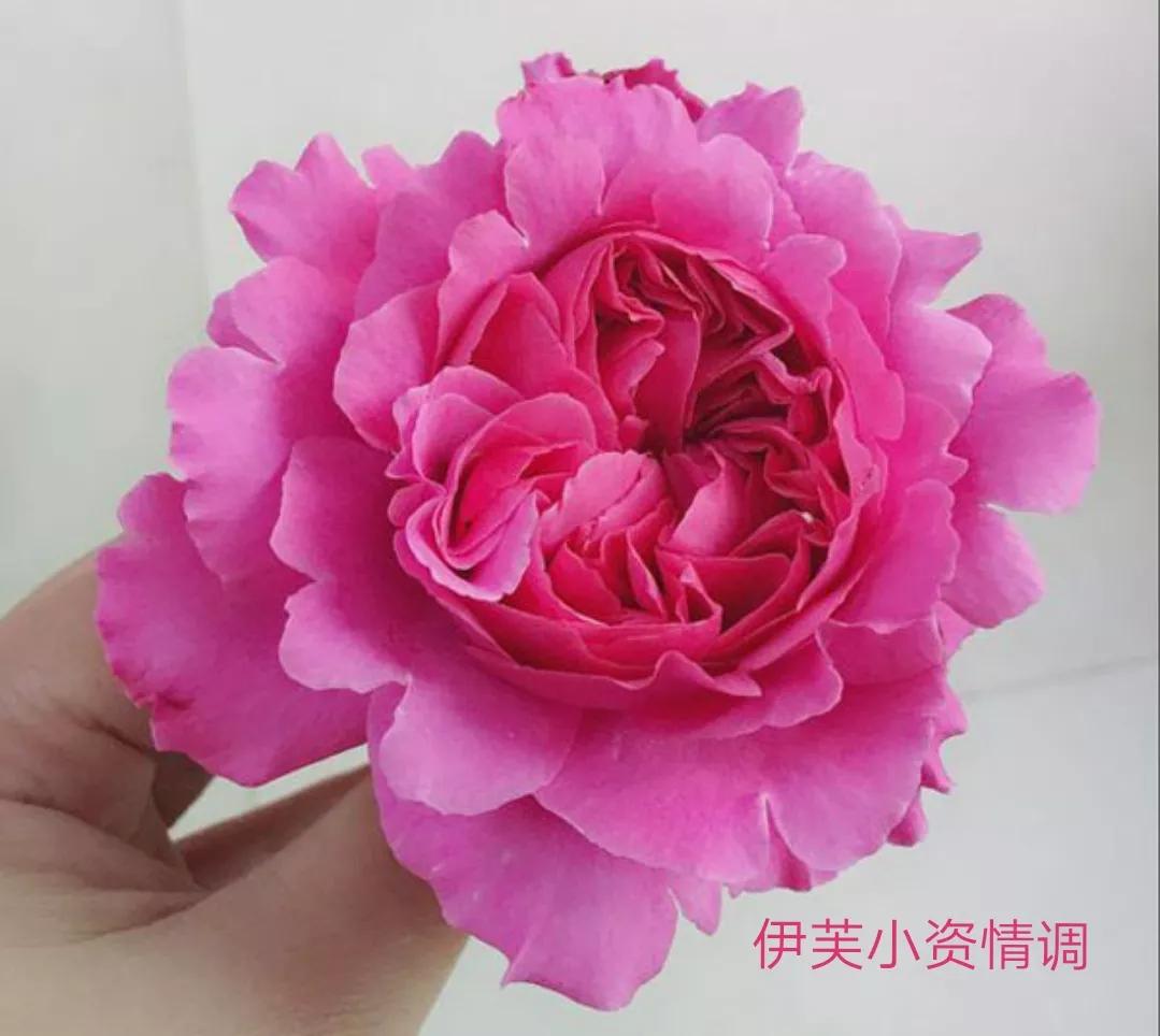 切花火焰月季的优缺点,常见切花月季一览