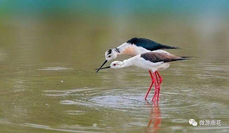 南京三桥湿地生态公园,南京三桥湿地公园