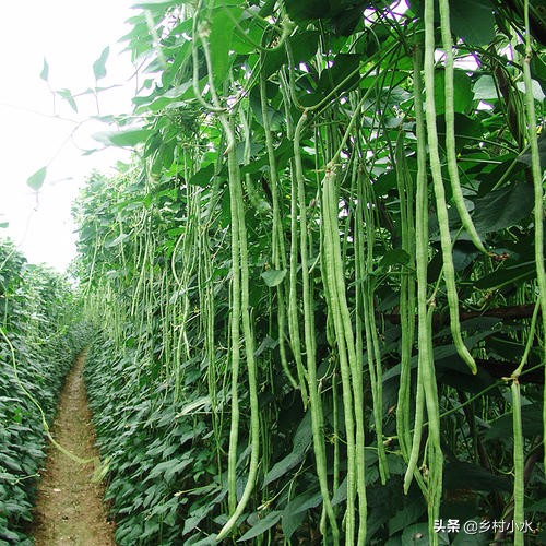 不用农药杀豆角钻心虫的方法,豆角钻心虫最佳治疗方法