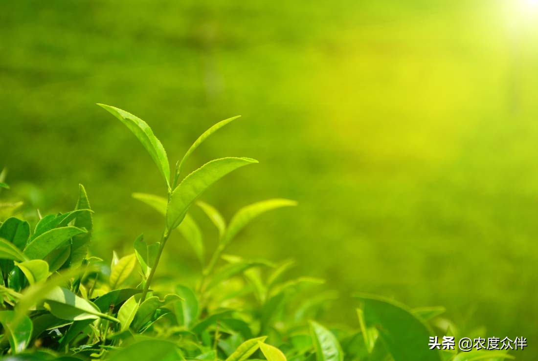 带领乡亲致富的项目,带领大家脱贫致富的话语