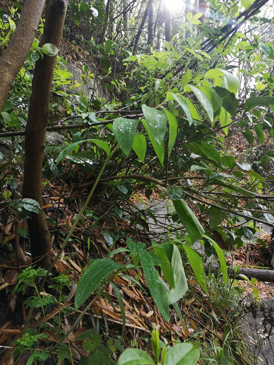 竹林深处探宝——只为了那一棵黄精