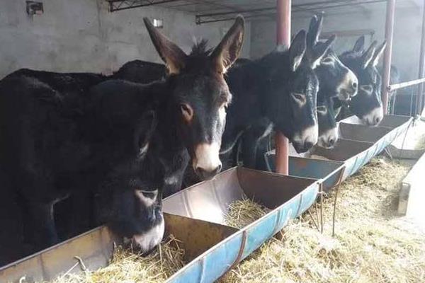 超大体型驴,什么品种的驴最好