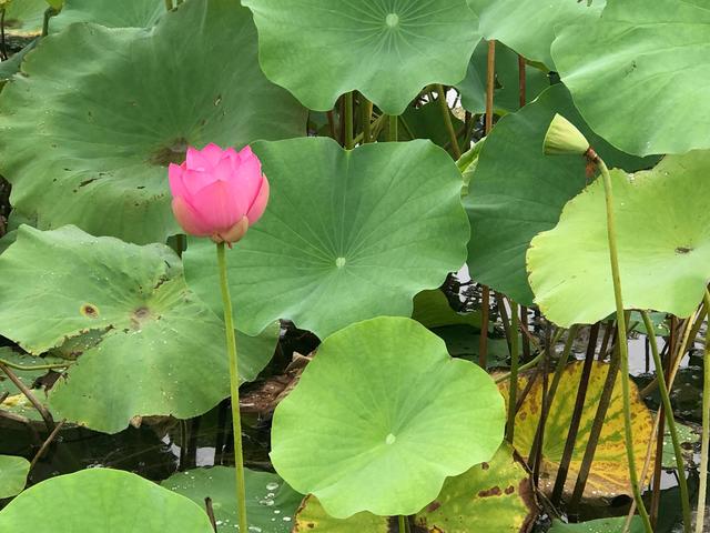 荷花池花期虽过但莲蓬正生,莲花池荷花几月份开花最好看