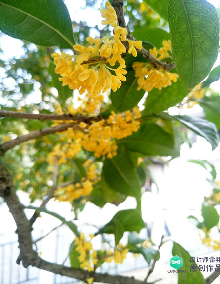 院子适合种的花和设计,庭院设计植物大全