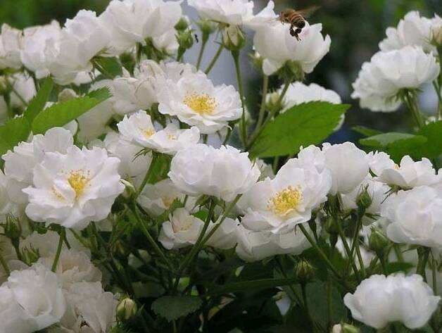 它开在暮春,被誉为十大悲花之首,曾在红楼梦里被麝月抽中