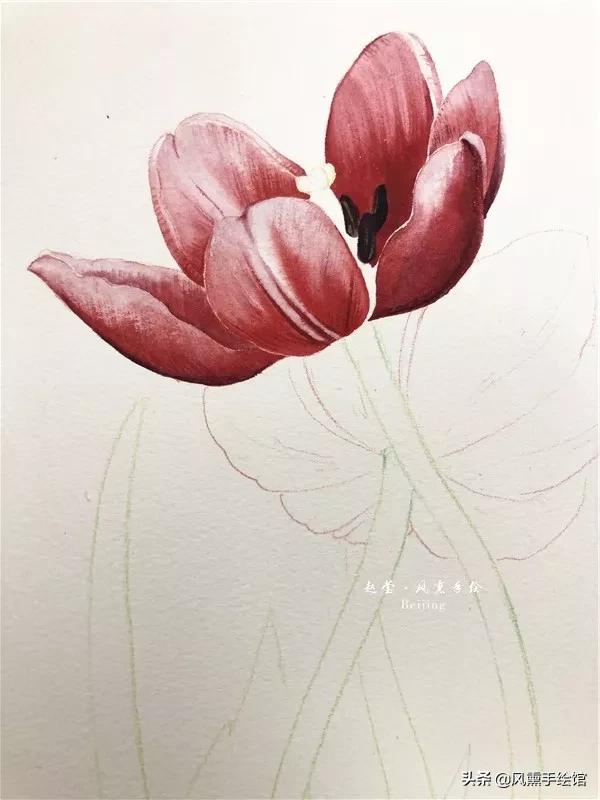 怎么用水彩笔画郁金香教程,粉色水彩郁金香怎么画图片