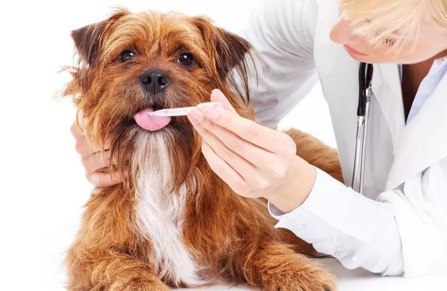 兽医专业可以从事什么行业呢,大学毕业兽医工作具体都做些什么