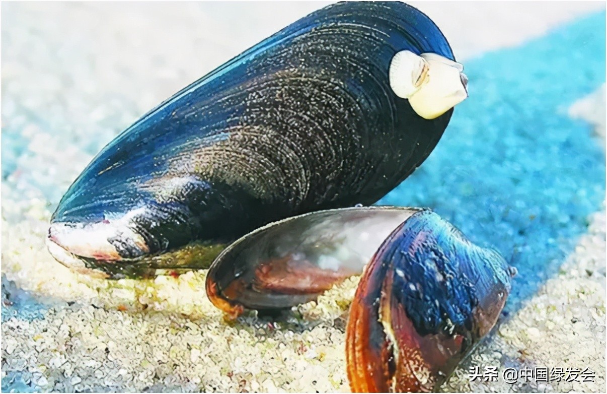 秦皇岛海虹预警,秦皇岛市贝类毒素中毒高发时间段