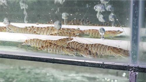 莆田市小香港,莆田涵江小香港