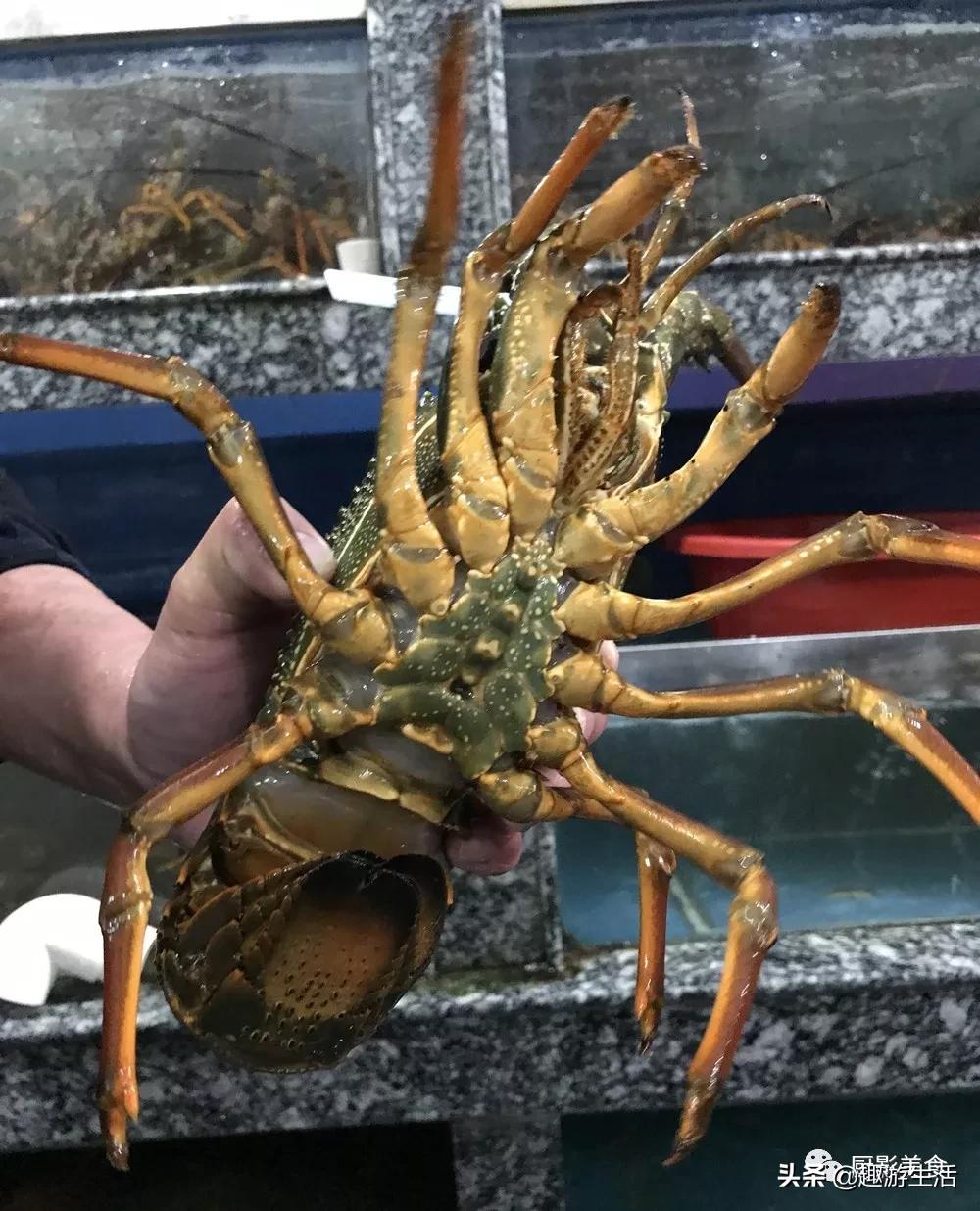 世界上的各种龙虾,世界上最大龙虾