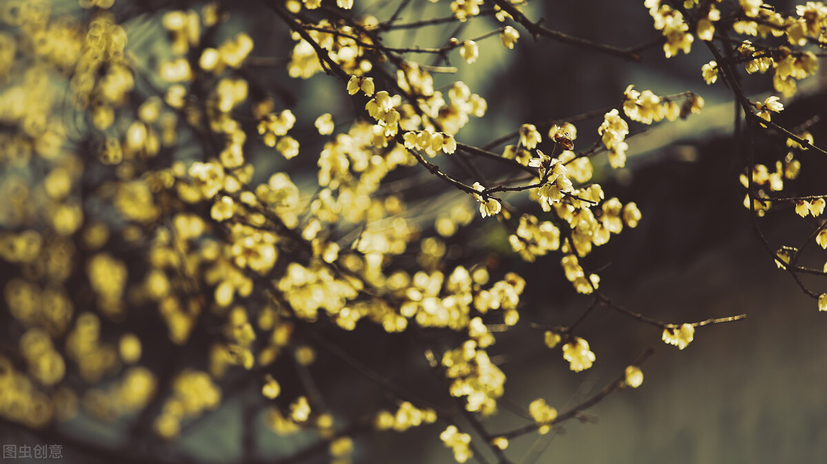 即将开花的十种植物,先长叶后开花的植物