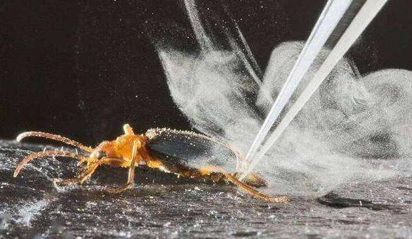 为什么射出100℃高温的屁水，放屁虫自己却没事？西瓜视频科普