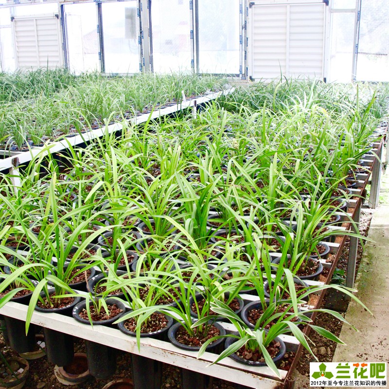 兰花怎么养才能旺盛小妙招,兰花怎样养才能养得好