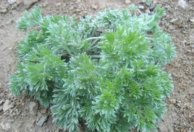 野生艾叶窝窝头,艾草窝窝头家常做法