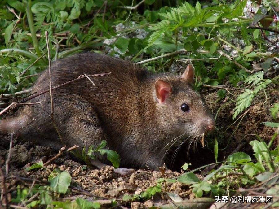 老鼠怕什么如何驱鼠最有效,老鼠怕什么如何驱