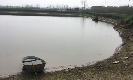 巴西龟的正确放生方法,巴西龟放生触犯了哪一条法律