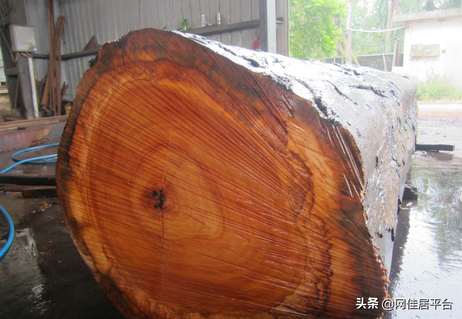 黄檀绿檀紫檀区别,紫檀红花梨木