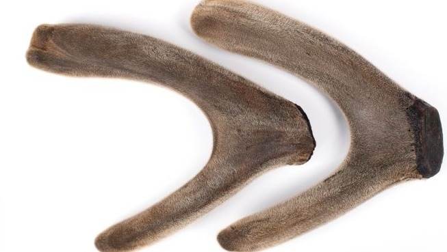 如何挑选优质鹿茸,怎样挑选鲜鹿茸角