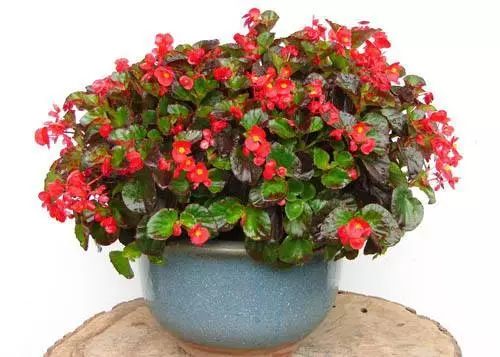 四季海棠浇水过多的挽救方法,四季海棠水浇多了叶子怎样表现