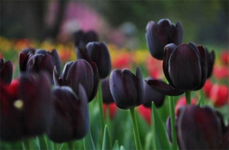 有7种郁金香的花语,平时大多数人都不清楚,关键时候学习下