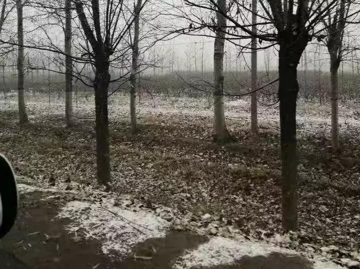 邯郸雪下哪里了,雪如约而至周末天气怎么样